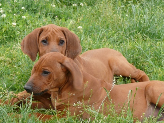 Hamidi und Hekima